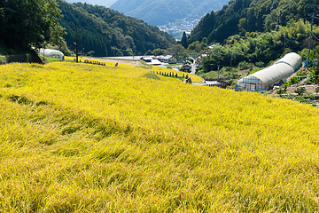 Image showing Paddy Rice field