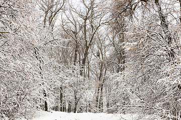 Image showing snow-covered trees and bushes