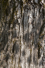 Image showing ,tree bark