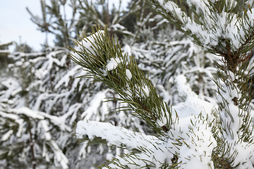 Image showing needles of pine ,