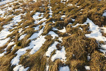 Image showing Dry grass