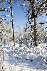 Image showing Trees in winter