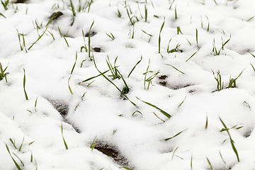 Image showing green grass