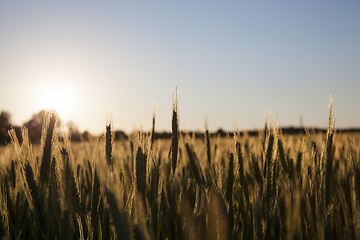 Image showing agricultural field