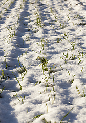 Image showing fresh young sprouts