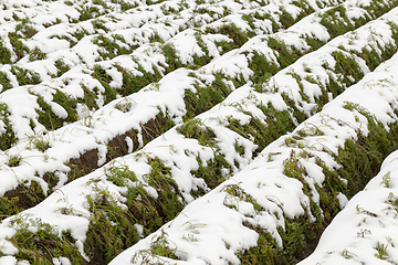 Image showing agricultural field