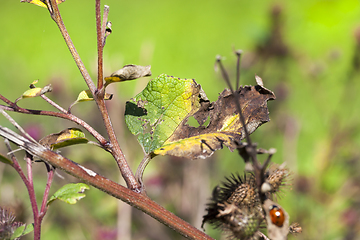 Image showing autumn season,