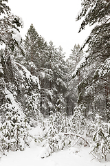 Image showing Trees in the forest in winter