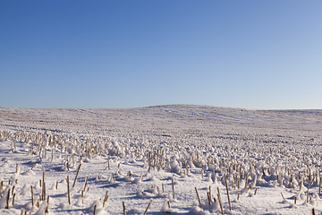 Image showing Snow covered field