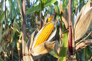 Image showing ripe yellow cob