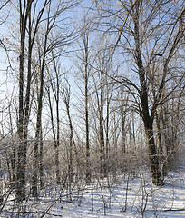 Image showing Winter forest, close-up