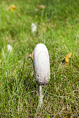 Image showing white fungus