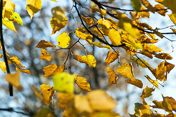 Image showing bright foliage limes