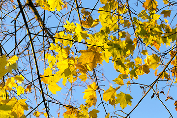 Image showing yellowing leaves