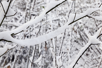 Image showing deciduous trees