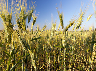 Image showing green yellow rye