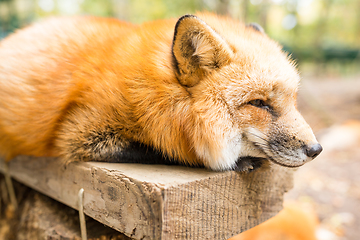 Image showing Sleepy fox