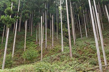 Image showing Green Forest