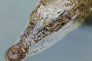 Image showing Swimming Crocodile