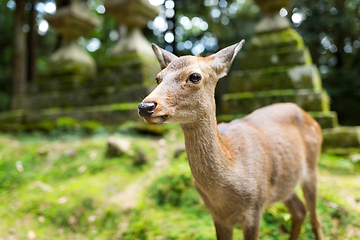 Image showing Wild deer in a japanese temple