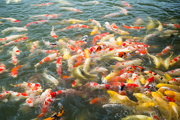 Image showing Koi fish