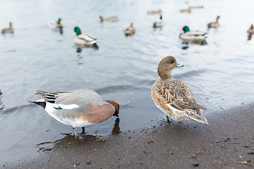 Image showing Duck at lake side