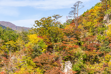 Image showing Naruko gorge in autumn season
