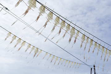 Image showing Squid drying under sunlight