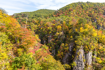 Image showing Autumn foliage on the cliff