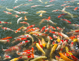 Image showing Japan Koi Carp in Koi Pond 