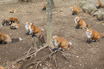 Image showing Group of red fox