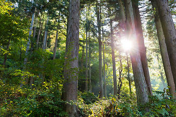 Image showing Green Forest and sunlight flare