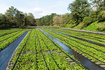 Image showing Green Wasabi field