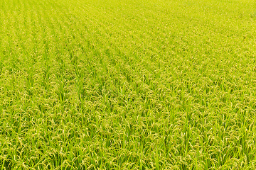 Image showing Rice field