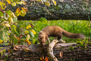 Image showing Pine Marten (Martes martes) close to water