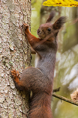 Image showing Eurasian Red Squirrel on spruce tree