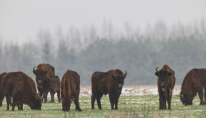 Image showing European Bison herd resting in snowfall