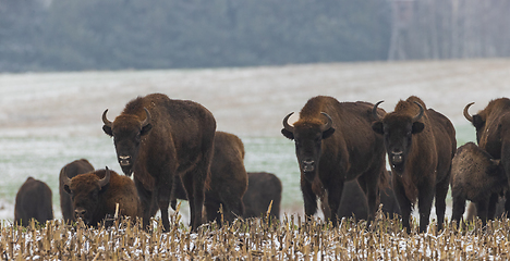 Image showing European Bison herd feeding in snowy field