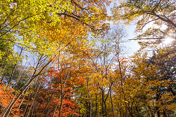 Image showing Sun light through fall maple foliage