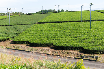 Image showing Beautiful tea plantation