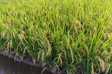 Image showing Rice meadow 