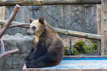 Image showing Cute Little bear at zoo