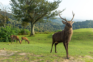 Image showing Doe Deer and natural landscape