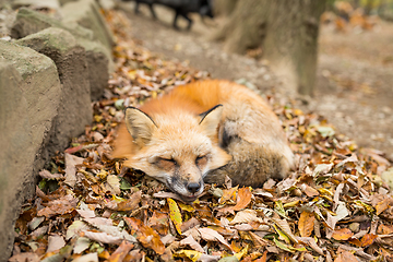 Image showing Red sleeping with autumn leaves