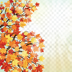 Image showing Maple leaves on transparency grid