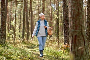 Image showing senior woman picking mushrooms in autumn forest