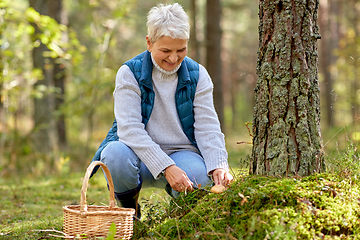 Image showing senior woman picking mushrooms in autumn forest