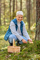 Image showing senior woman picking mushrooms in autumn forest