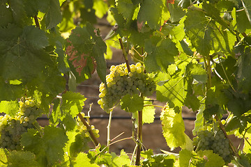 Image showing Green grapes