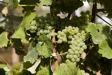 Image showing green grapes